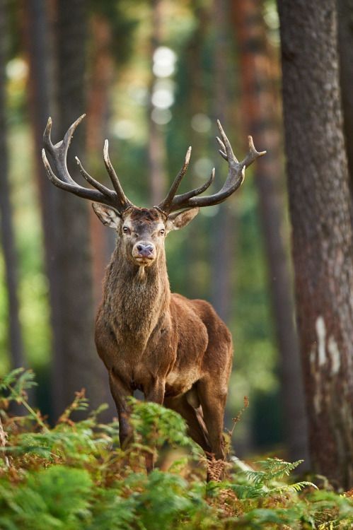 Red Deer