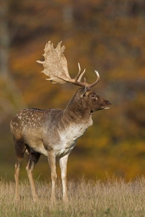 Fallow Deer
