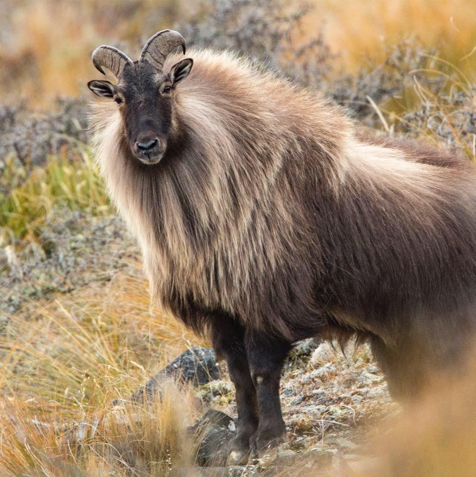 Tahr